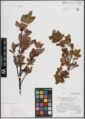 Foto von Salix foetida Schleich. ex DC.
